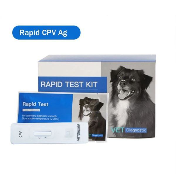 Köpek Parvo virüsü antijen testi 2