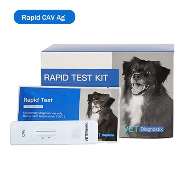 Köpek bulaşıcı hepatit antijen testi
